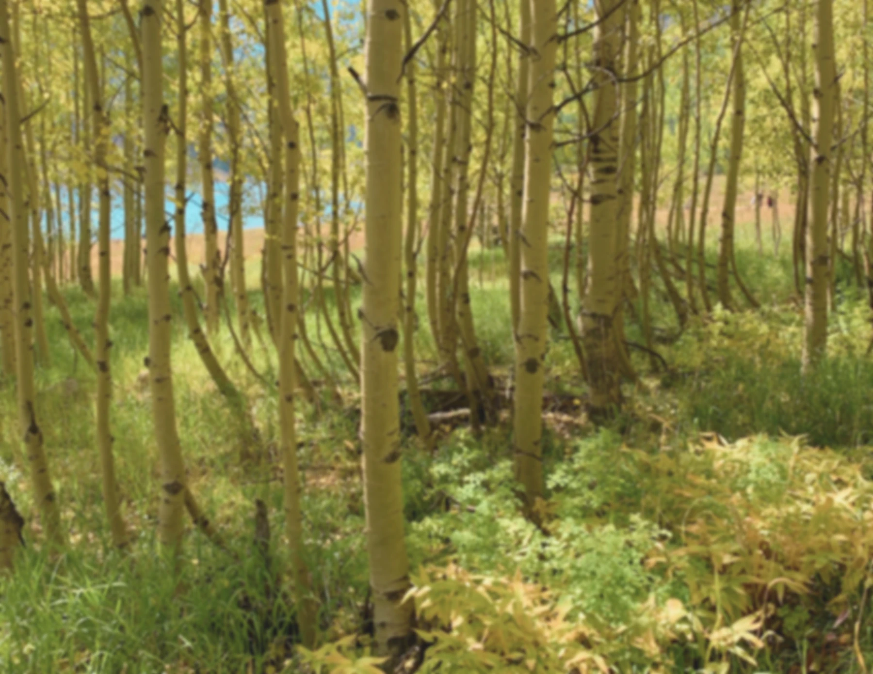 Aspen trees photographed by Mindy Waite.