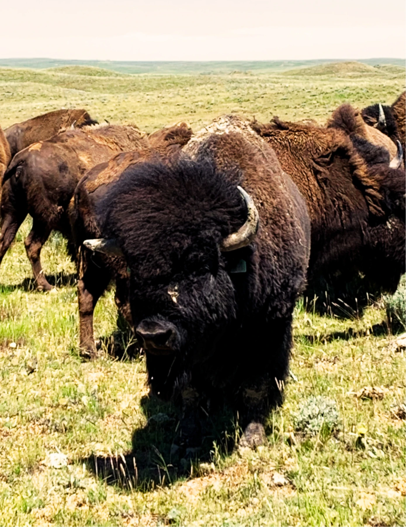 A bison standing in a sunlit grassland, photographed by Mindy Waite.