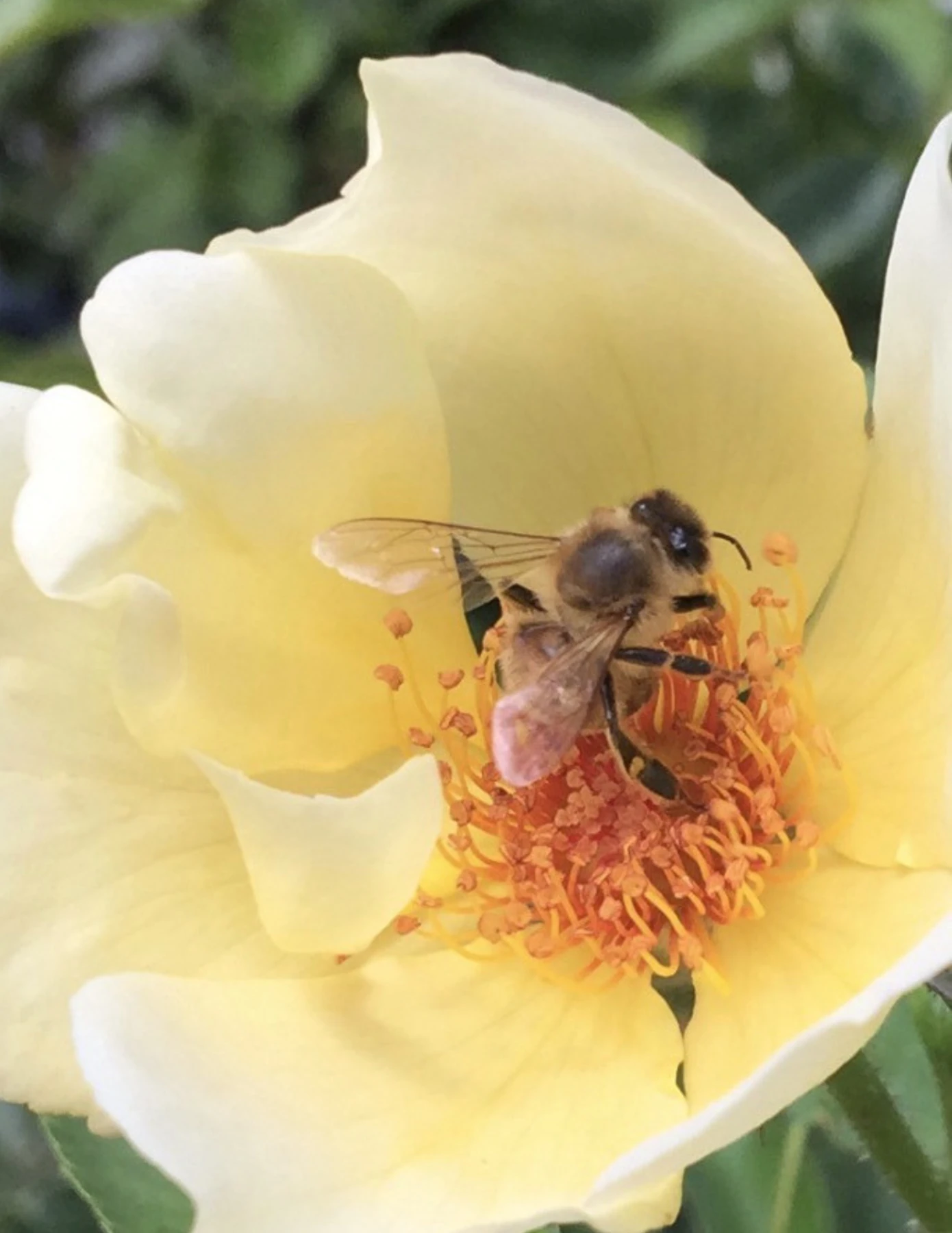 A honey bee on a flower, photographed by Mindy Waite.